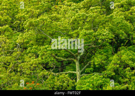 Regenwald-Bäume, Hana, Hawaii Stockfoto