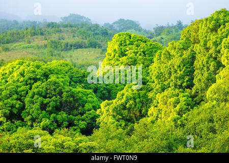 Regenwald, Maui Stockfoto