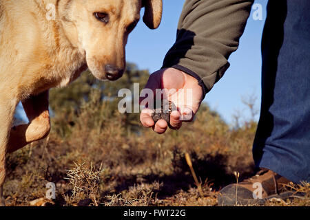 Der Trüffelhund hat heraus ein Trüffel schnupperte. Tiermes. Soria.  Kastilien-León. Spanien Stockfoto