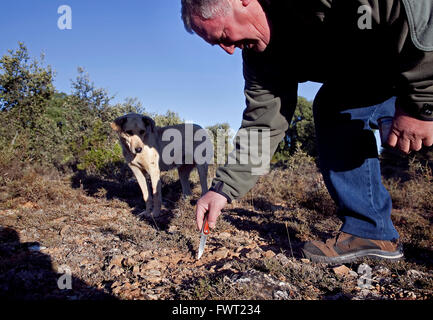 Der Trüffelhund hat heraus ein Trüffel schnupperte. Tiermes. Soria.  Kastilien-León. Spanien Stockfoto