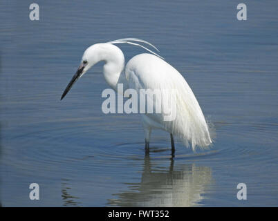 Erwachsenen Seidenreiher mit Sommer Federn waten im seichten Wasser Fütterung Stockfoto