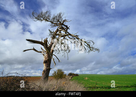 Toter Baum in der Nähe von Washington, West Sussex Stockfoto