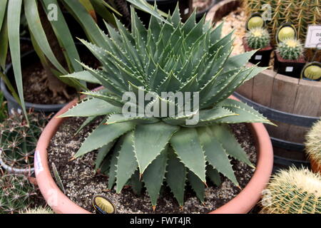 Aloe Polyphylla oder auch bekannt als die Spirale Aloe Stockfoto