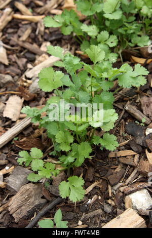 Koriander Kräuter im Garten wächst Stockfoto