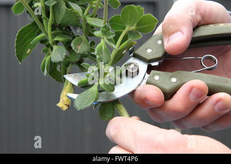 Trimmen Definitionen Pflanze mit Beschneidung Gartenschere Stockfoto