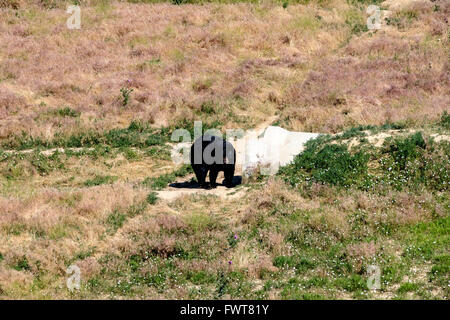 Ein schwarzer Bär ergibt sich aus seiner Höhle geformt aus Rohren und einem vergrabenen Versandbehälter in The Wild Animal Sanctuary Stockfoto