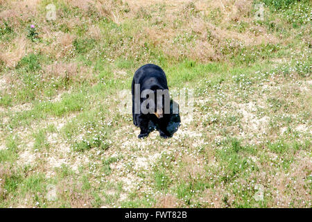 Ein schwarzer Bär streift in seinem Gehege im Wild Animal Sanctuary in Keenesburg, Colorado. Stockfoto