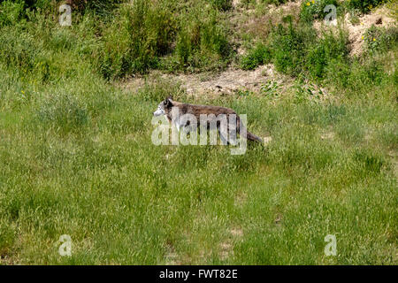 Ein grauer Wolf durchstreift in seinem Gehege im Wild Animal Sanctuary in Keenesburg, Colorado. Stockfoto