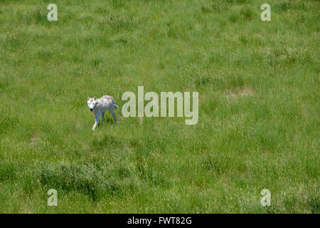 Ein grauer Wolf durchstreift in seinem Gehege im Wild Animal Sanctuary in Keenesburg, Colorado. Stockfoto