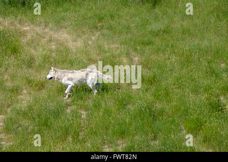 Ein grauer Wolf durchstreift in seinem Gehege im Wild Animal Sanctuary in Keenesburg, Colorado. Stockfoto