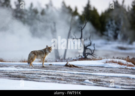 Kojoten im Schnee in der Nähe von Keks-Becken im Yellowstone-Nationalpark 24. November 2015 in Yellowstone in Wyoming. Stockfoto