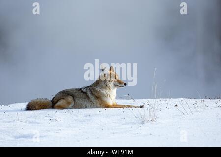 Kojoten im Schnee in der Nähe von Keks-Becken im Yellowstone-Nationalpark 24. November 2015 in Yellowstone in Wyoming. Stockfoto