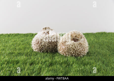 Igel auf Rasen Stockfoto