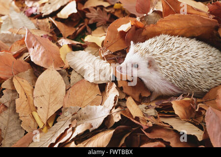 Igel im Laub Stockfoto