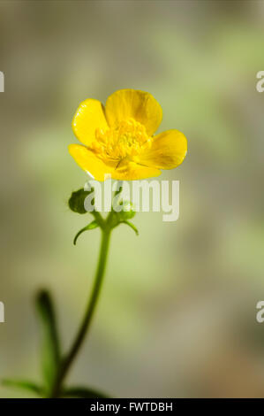 Wiese Hahnenfuß, Ranunculus Acris, vertikale Porträt der gelbe Blume mit schön konzentrieren Hintergrund. Stockfoto