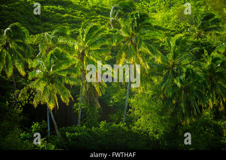 Palmen in Honolua Bay, Maui Stockfoto