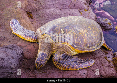 Hawaiianische Grüne Meeresschildkröte Maui Stockfoto