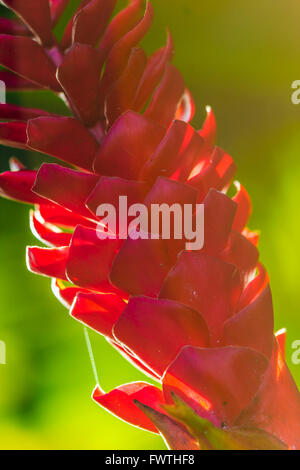 Red Ginger Flower, Maui Stockfoto