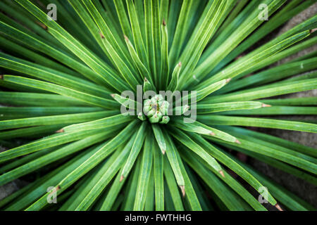 Agave Stricta, Nahaufnahme Stockfoto