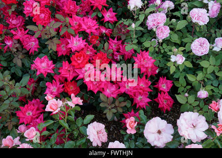 Hintergrund von Rosen in verschiedenen Farben Stockfoto