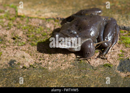 Frosch (Rana Temporaria) auch den europäischen gemeinsamen Grasfrosch auf Steinplatte ist ein semi-aquatischen Amphibien der Familie Ranidae Stockfoto