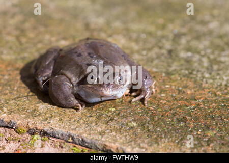 Frosch (Rana Temporaria) auch den europäischen gemeinsamen Grasfrosch auf Steinplatte ist ein semi-aquatischen Amphibien der Familie Ranidae Stockfoto