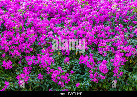 Bougainvillea Blume Busch auf Maui Stockfoto