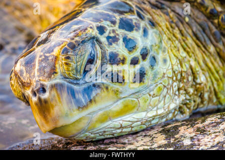Grüne Meeresschildkröte auf Maui Stockfoto