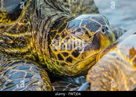 Grüne Meeresschildkröte auf Maui Stockfoto