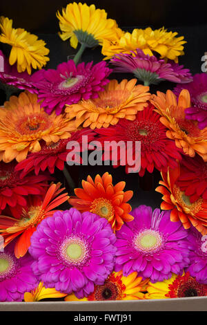 Schnittblumen Sie Gerbera in einer Box für Verkauf auf einem Marktstand. Wells, Somerset, England Stockfoto