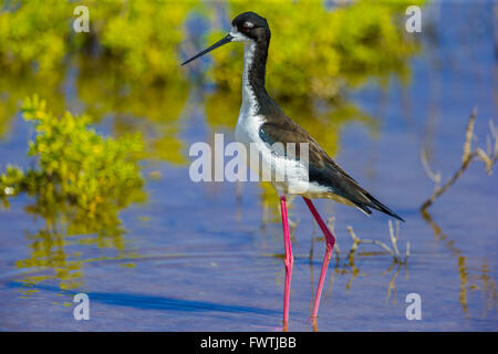 Hawaiian Schwarzhals-Stelzenläufer in Feuchtgebieten, Maui Stockfoto