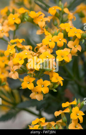 Kalanchoe "African Queen" Blumen Stockfoto