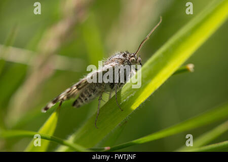 Eine Seitenansicht einer Mutter Shipton Moth (Callistege mi) auf einem Grashalm. Stockfoto