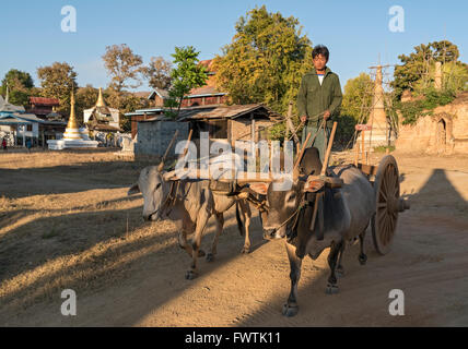 Mann fährt Ochsekarre im Dorf Sankar, Birma (Myanmar) Stockfoto