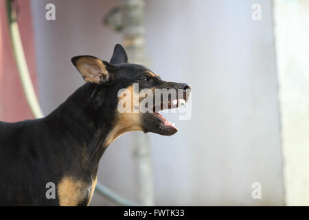 Der schwarze Hund in Thailand - (Tiefenschärfe) Stockfoto