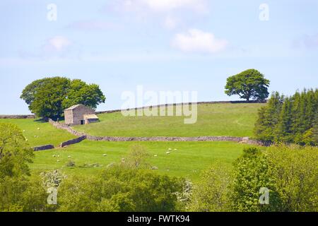 Eden-Tal. Scheune auf einem Hügel zwischen Trockensteinmauern. Crosby Garrett, Cumbria, England, Vereinigtes Königreich, Europa. Stockfoto