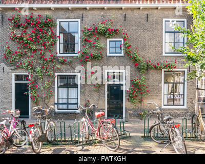 Hauswand mit Haustüren, Fenster und Klettern Roseé geparkten Fahrräder im alten Zentrum von Gouda, Niederlande Stockfoto