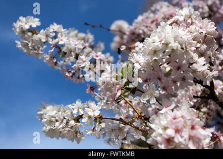 Prunus kurilensis 'Brillant', Blütenbaum Zweig Blühende Blumen Stockfoto
