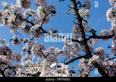 Prunus kurilensis 'Brillant' blüht im Frühling blühender Baum Stockfoto