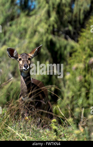 Berg Nyala (Tragelaphus Buxtoni) Erwachsene weibliche Porträt Bale Mountains, Äthiopien, Afrika Stockfoto