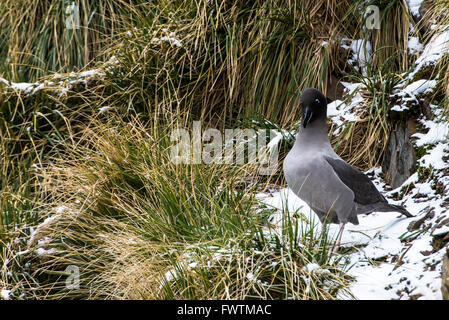 Licht-mantled Sooty Albatross (Phoebetria Palpebrata) Erwachsenen auf Schnee Cooper Bay, Süd-Georgien Stockfoto