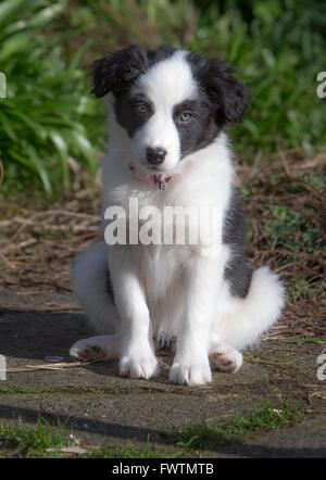 Border Collie Welpen spielen Stockfoto