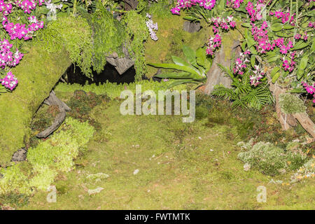 malerische Orchideen Plantage auf abgestorbenen Baumwurzel Stockfoto