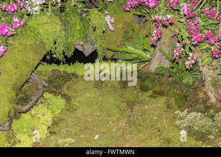 malerische Orchideen Plantage auf abgestorbenen Baumwurzel Stockfoto