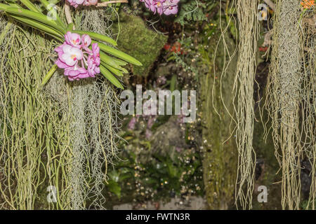 malerische Orchideen Plantage auf abgestorbenen Baumwurzel Stockfoto