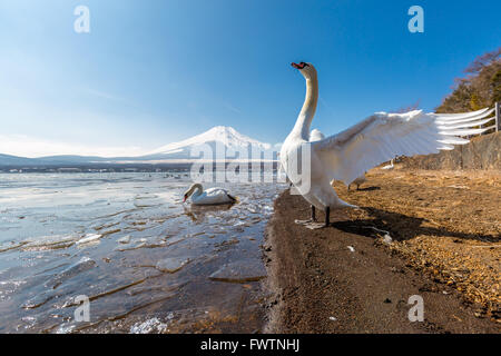 Berg Fuji Fujisan vom Yamanaka-See und Gans im winter Stockfoto