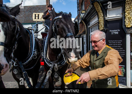 Dray Pferde erhalten einen Eimer Bier zu trinken außerhalb Harveys Brauerei, Lewes, Sussex, UK Stockfoto