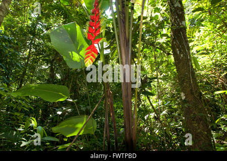 Allgemeinen Ebene des Amazonas-Dschungels und primäre Wald mit einer engen von einer Heliconia in der Nähe von Iquitos, Amazonas, Loreto, Peru. Stockfoto