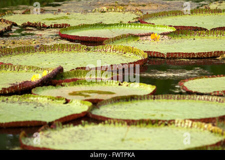 Blume der Victoria Amazonica oder Victoria Regia, die größte Wasserpflanze in der Welt am Amazonas bei Iquitos, Loreto, Peru. Victoria Regia Seerosen riesige ein Seitenarm des Amazonas nach Iquitos etwa 40 Kilometer in der Nähe von der Stadt von Indiana. Stockfoto