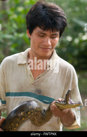 Ein Eingeborener hält eine Schlange in einer der primären Wälder des Amazonas-Regenwaldes in der Nähe von Iquitos, Loreto, Peru. Stockfoto